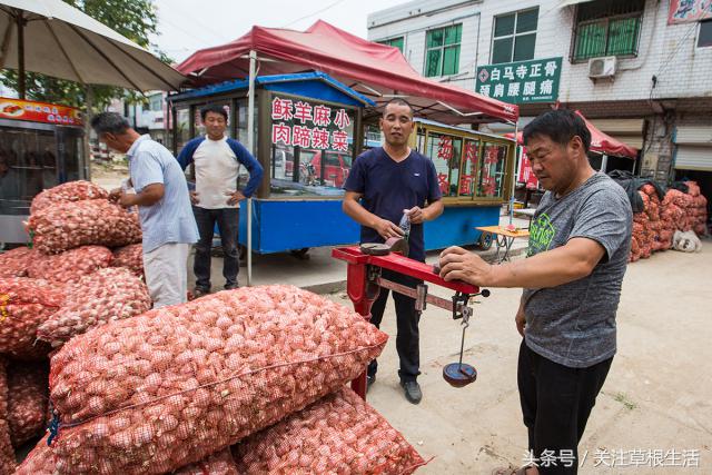 在农村收购大蒜卖给金乡冷库,农村商贩收购大蒜