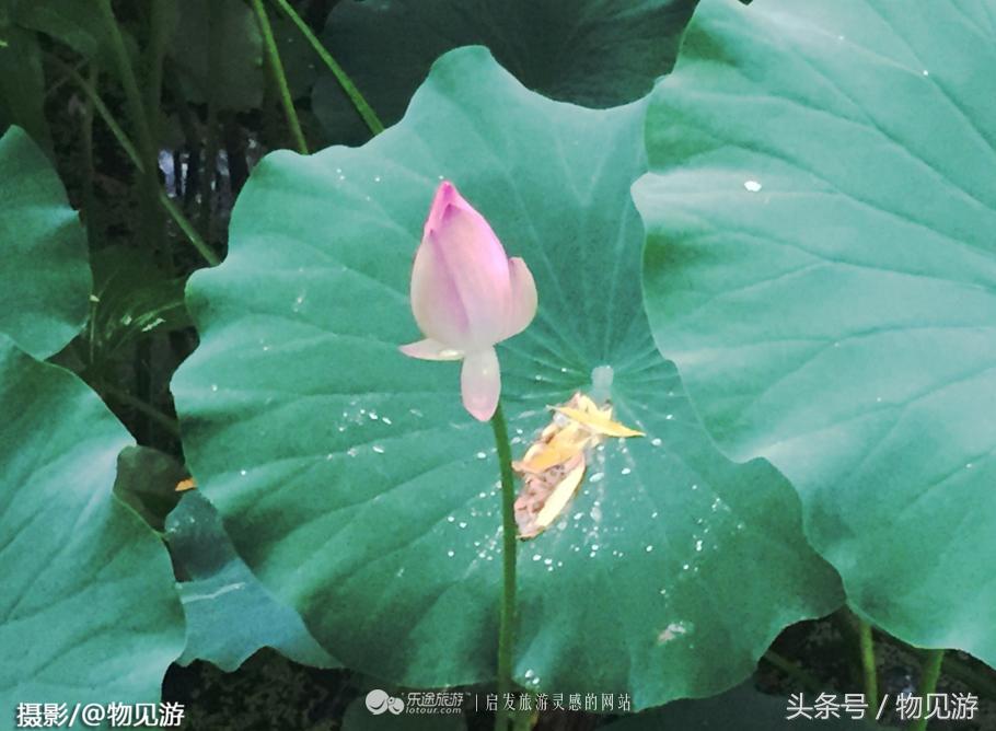 清水凌霄映芙蓉北京日坛公园雨中景｜一绮花见游（原创城市微旅行文章）