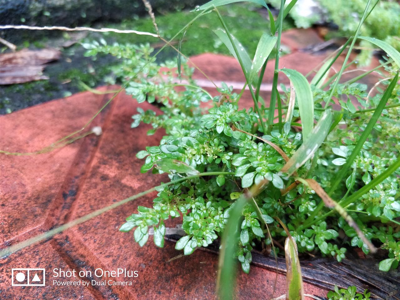 一加5手机评测国产机顶级旗舰,一加手机5评测科技美学