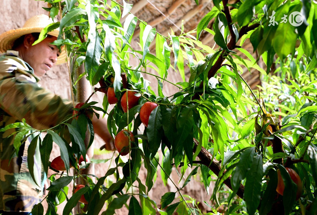 树莓的种植方法和管理技术,树莓栽培管理技术视频