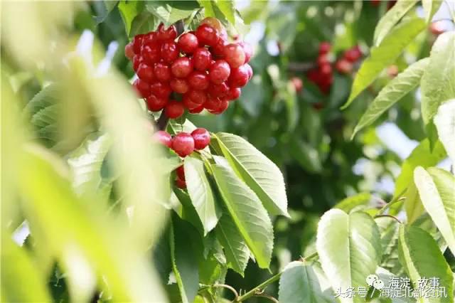 海淀最有文化气息的地方,海淀有文化底蕴的地方