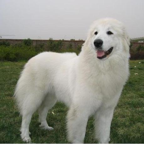 世界上最大大白熊犬多少公斤,最凶悍的巨型大白熊犬