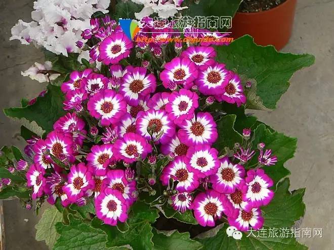 大连西郊花卉园艺,大连西郊园林公园花卉超市