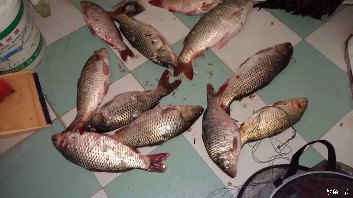 宁夏人钓鱼,黄河钓鱼的人多吗