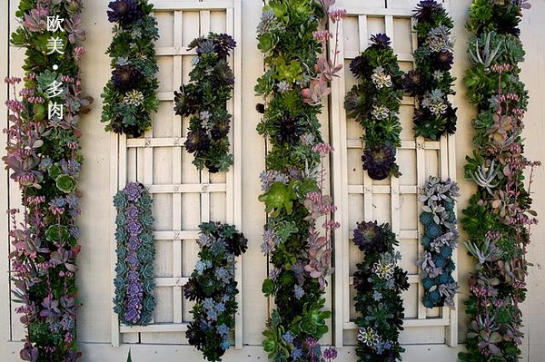 多肉张狂起来,狂野型多肉