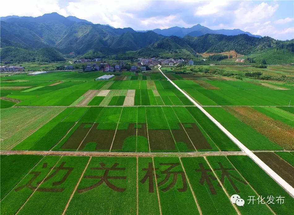 杨林的近况,杨林现在怎么样