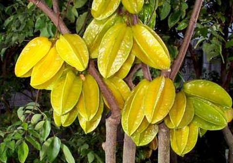 糖尿病人能吃杨桃吗杨桃正确吃法,杨桃功效与作用杨桃的正确吃法