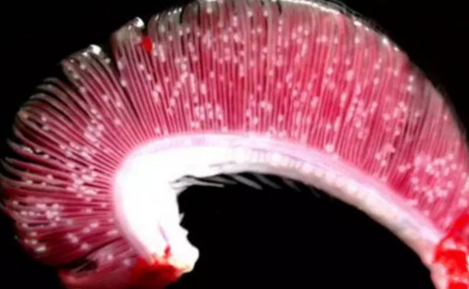 水质好的白点病自愈方法,白点病和水质有关吗