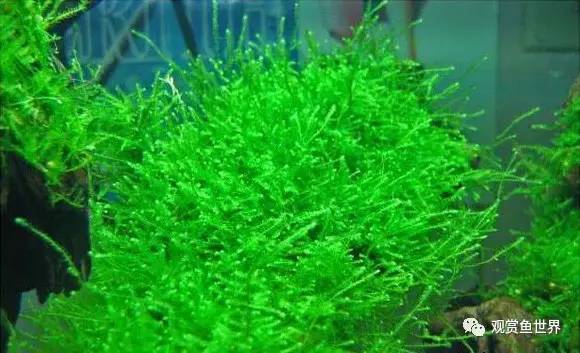 莫斯水草黑褐色,粉色莫丝水草