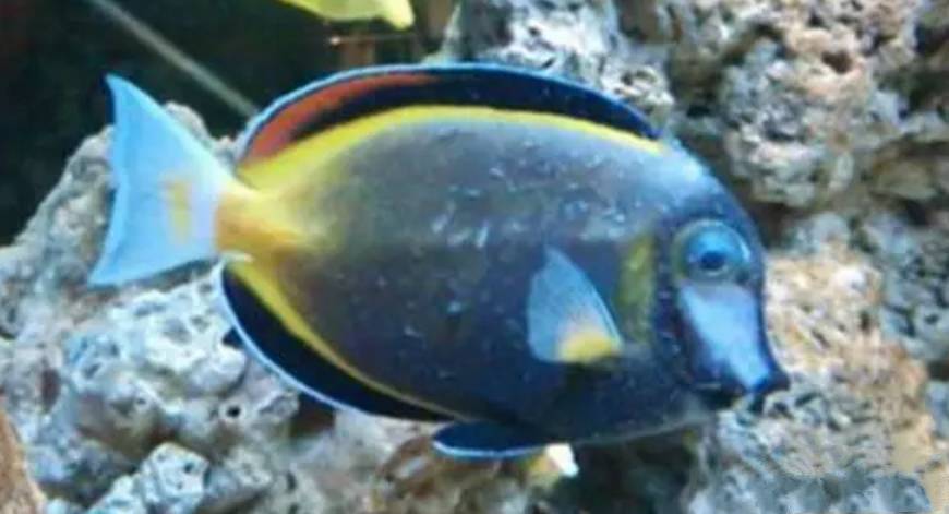 水质好的白点病自愈方法,白点病和水质有关吗