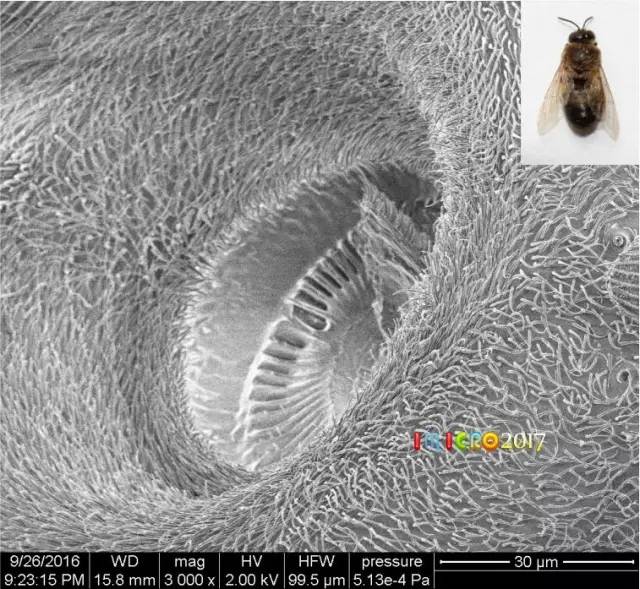 显微镜奇妙世界,显微镜下的奇妙世界视频