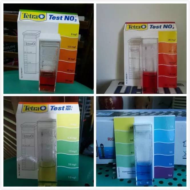 2米龙魟虎缸，23天开缸全记录