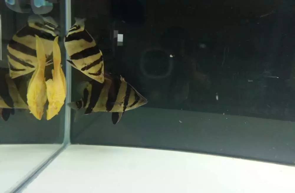 2米龙魟虎缸，23天开缸全记录