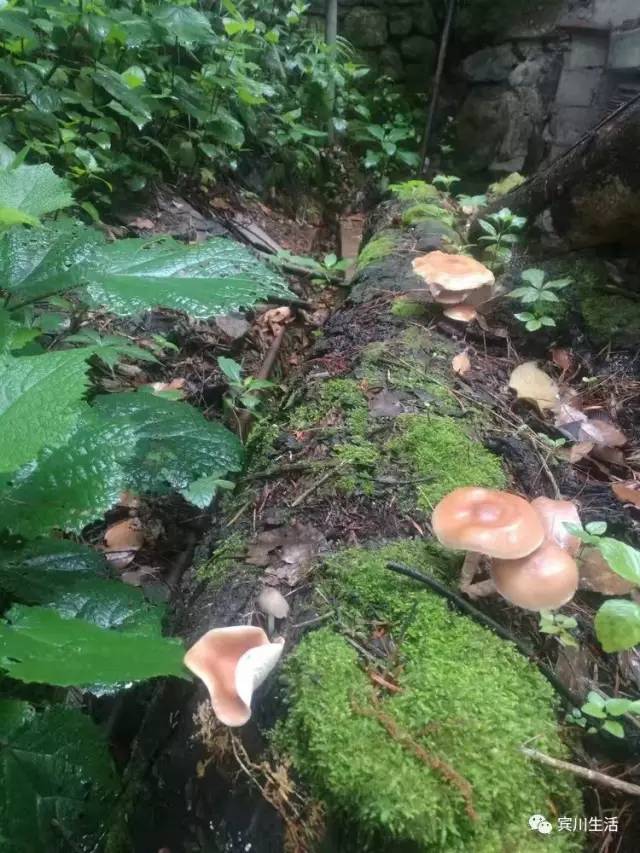 请不要对着手机流口水\^O^/宾川鸡足山正疯长的野生菌