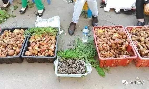 请不要对着手机流口水\^O^/宾川鸡足山正疯长的野生菌