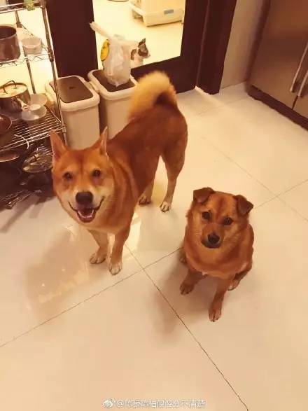 中华田园犬中颜值比较高的,中华田园犬颜值天花板