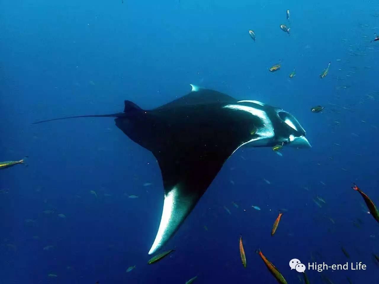 老炮旅行记北京,小白去泰国潜水攻略