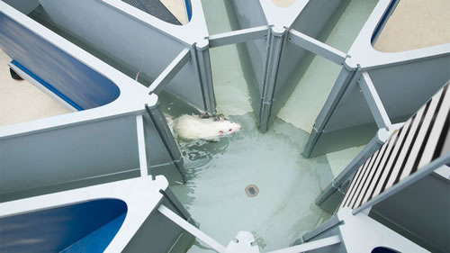 增加脑细胞记忆药,增强记忆的有哪些药