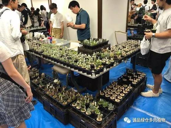 2022年国内多肉展览会,日本限时特卖会