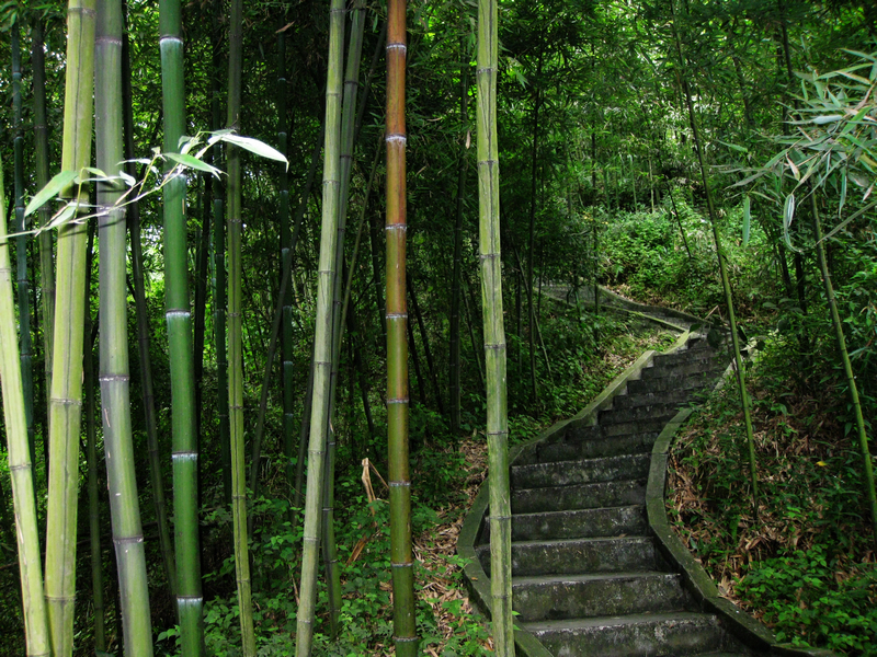 四川竹海旅游推荐,蜀南竹海清凉一夏