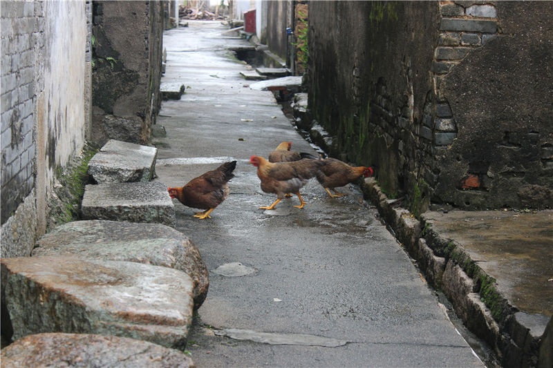 淇澳岛亲子游,一天时间玩转珠海淇澳岛