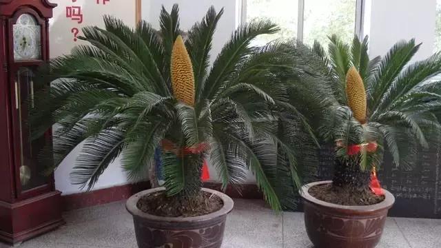 客厅适合摆放的十大植物除甲醛,客厅吸甲醛植物有哪些