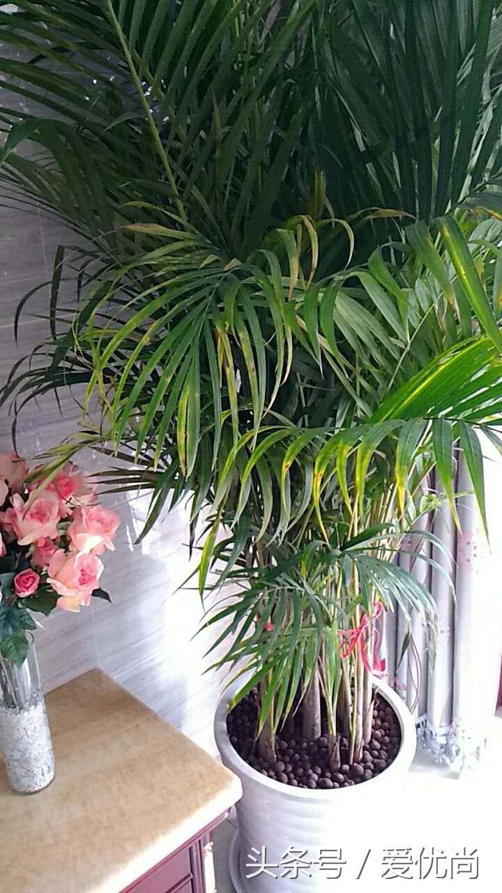 凤尾竹叶尖变黄发干怎么挽救,凤尾竹叶尖发黑变干怎么办