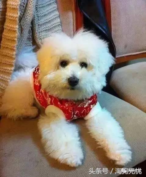 所有的狗狗都有尴尬期吗,科普狗狗知识