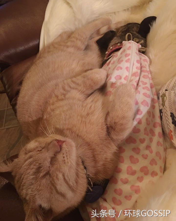 橘猫和吉娃娃谁厉害,橘猫和吉娃娃打架