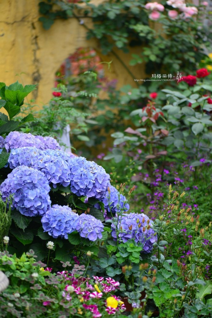 成都玛莉亚色彩花园,成都玛莉亚色彩花园电话
