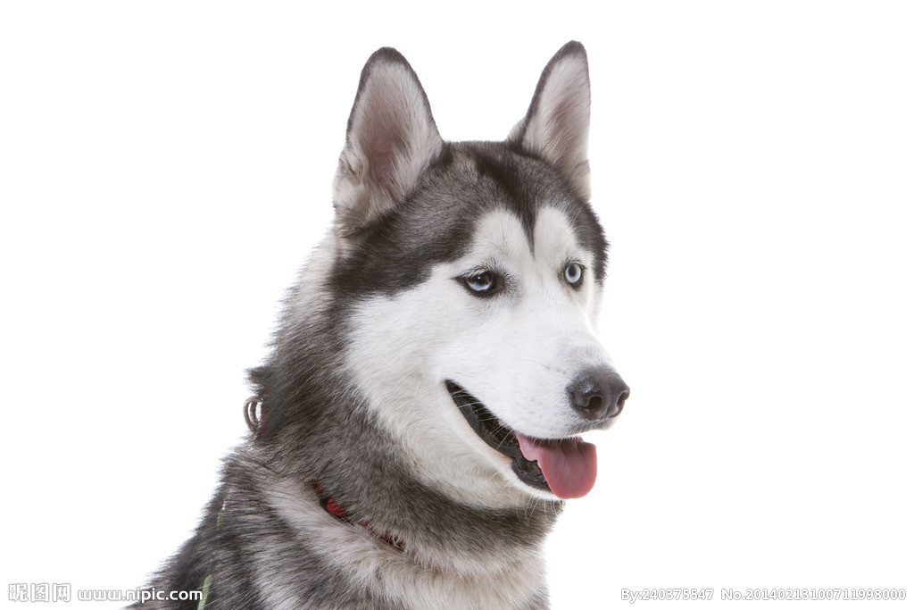 十大最像狼的狗,盘点那些长得很像狼的狗