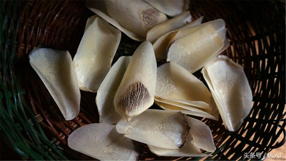 从亚马逊雨林到安纳托,最靠近亚马逊丛林的城市