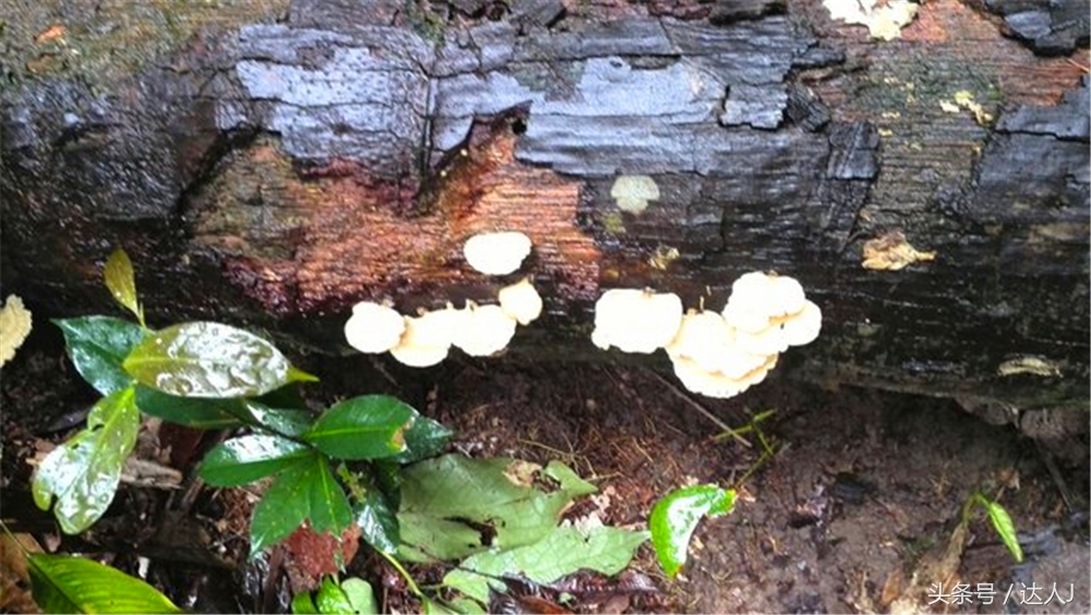 达人J：巴西的盛宴