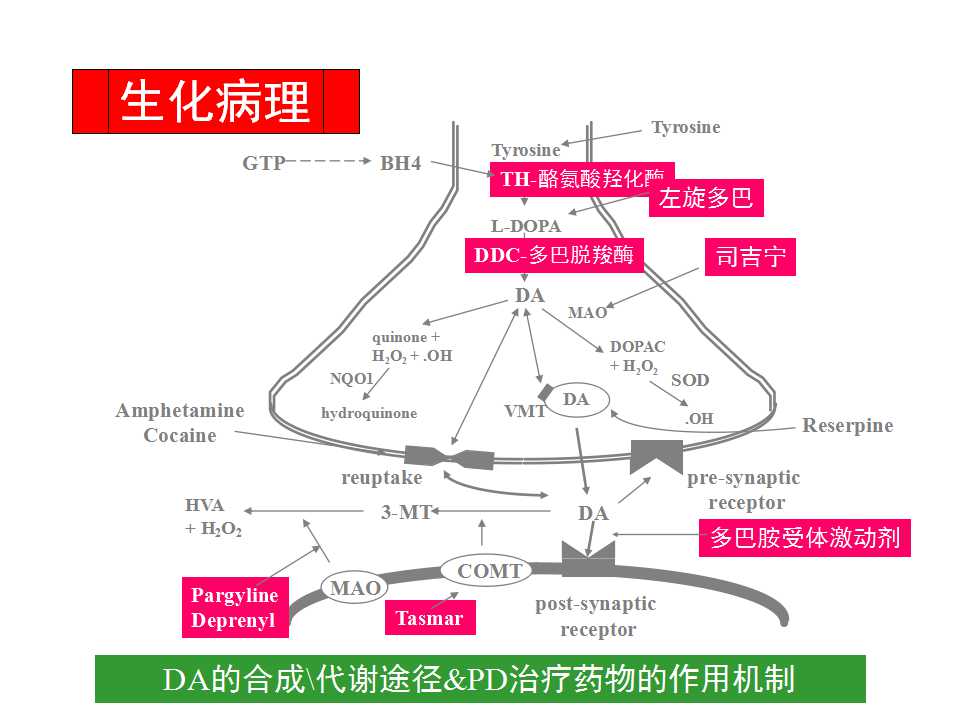 多图详解帕金森及运动障碍性疾病|关于帕金森最全的一个课件