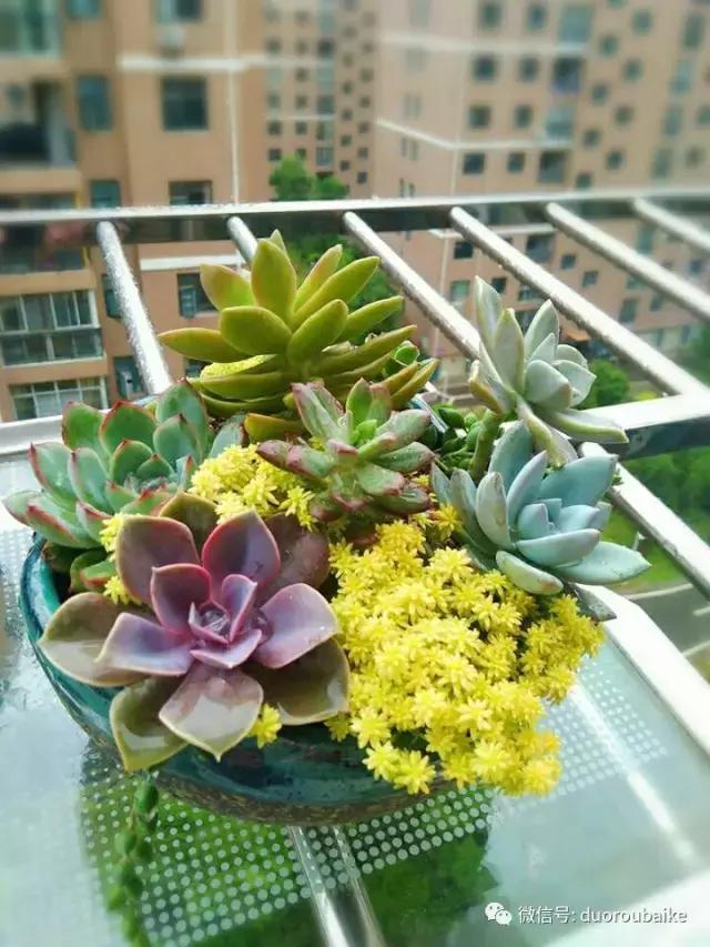 遇见多肉作品,和多肉邂逅的时光