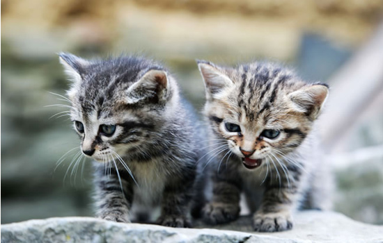 养猫经验猫咪经常便秘怎么办,老年猫便秘吃什么猫粮