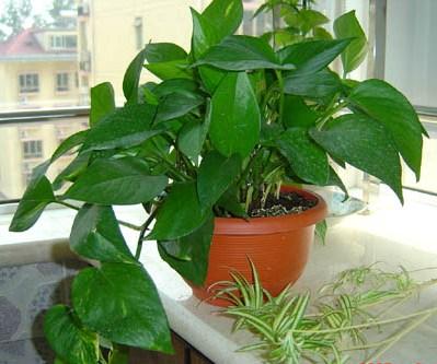 瓶子改造浇花神器,浇水瓶自制浇花神器