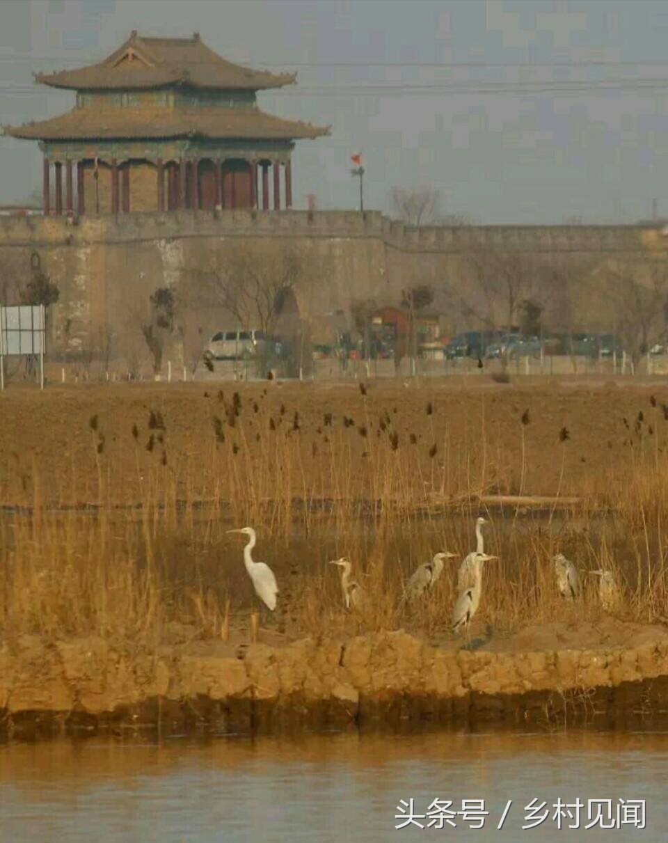 永年附近鸟,邯郸永年湿地鸟类