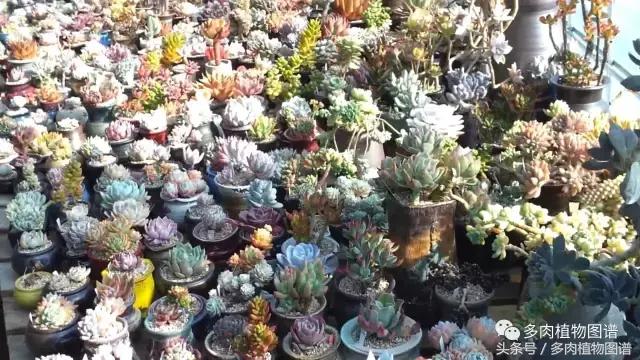 满阳台的多肉,满阳台多肉