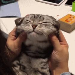 铲屎官你到底想怎么样,铲屎官你好怎么回复