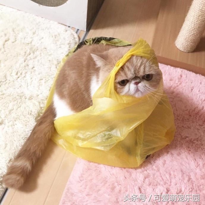 铲屎官你告诉我，女朋友很粘人该怎么办啊？