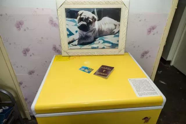 狗生如梦｜ONE实验室