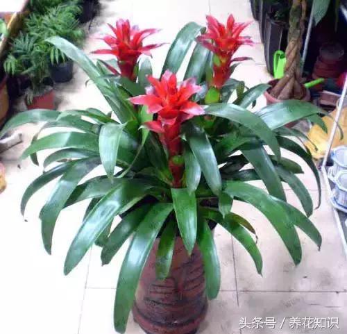 水养一年四季不黄叶的植物,水里加点什么花养得好