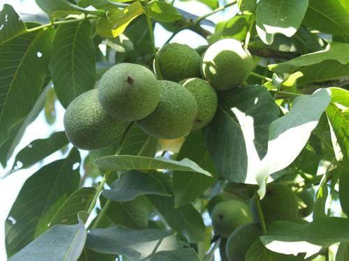 孩子吃的芝麻核桃小零食,花生核桃最好吃的做法零食