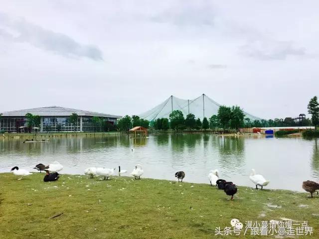 高淳去南京玩,高淳看荷花