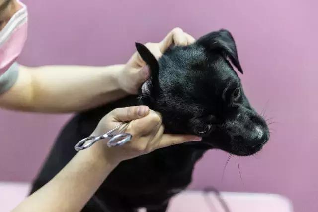 狗生如梦｜ONE实验室