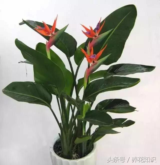 水养一年四季不黄叶的植物,水里加点什么花养得好