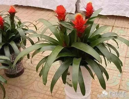 水养一年四季不黄叶的植物,水里加点什么花养得好