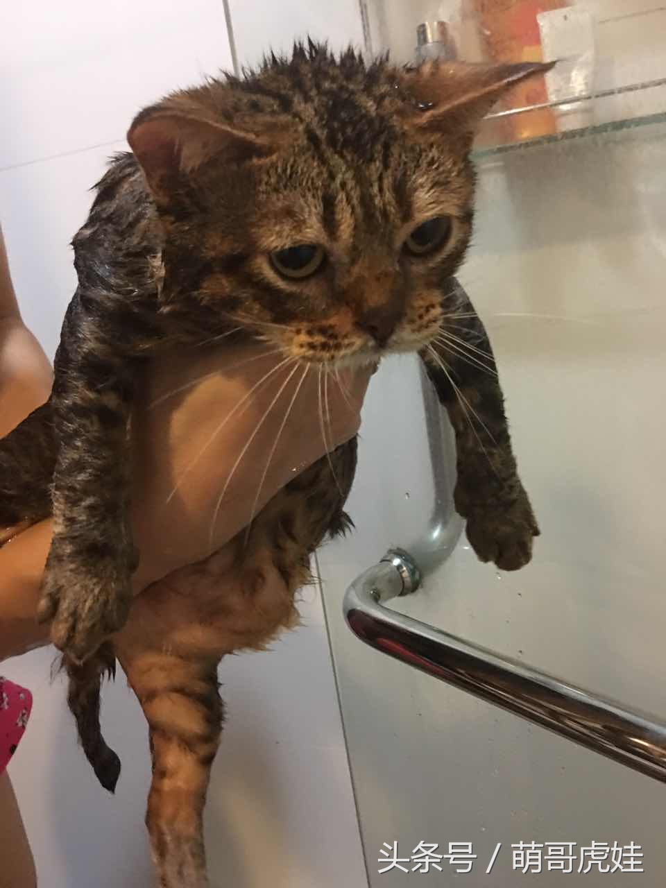 蓝猫掉毛厉害 (公蓝猫掉毛)