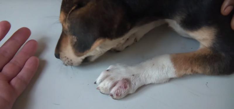 可怜的小狗被寄生虫寄生了,寄生虫强行控制宿主